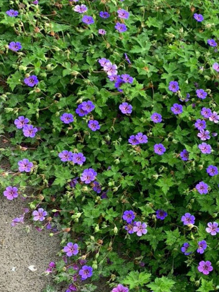 Geranium x ‘Mary-Anne’ (Cranesbill)