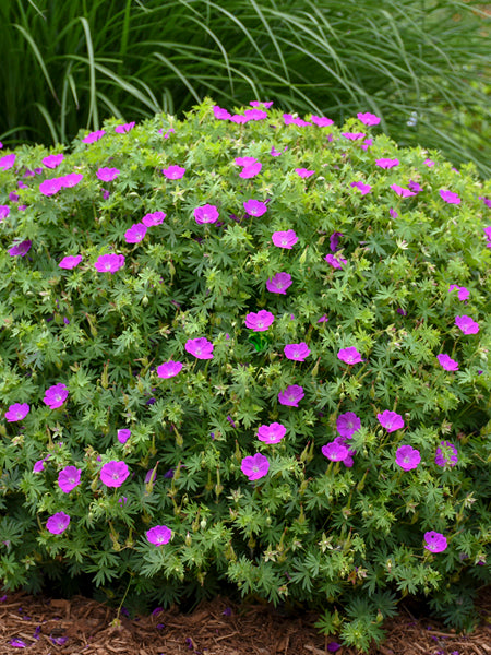 Geranium sanguineum 'New Hampshire Purple' (Bloody Cranesbill)