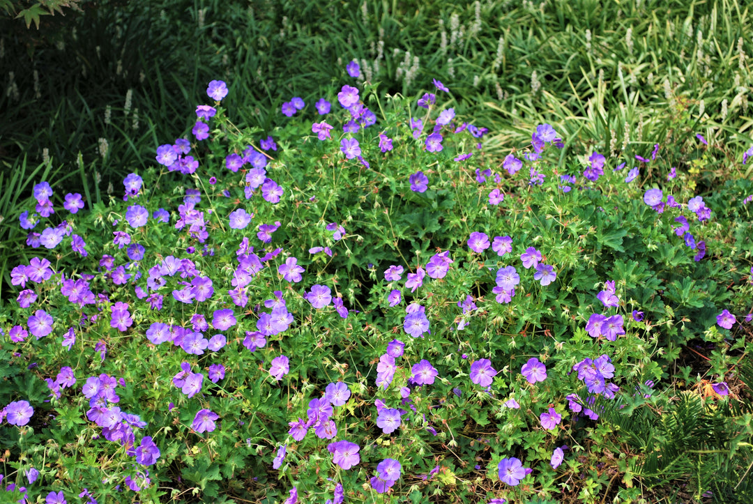 Geranium x 'Rozanne' (Cranesbill)