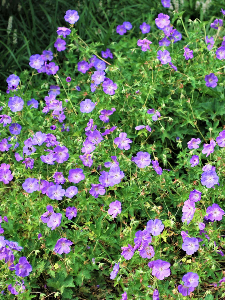 Geranium x 'Rozanne' (Cranesbill)