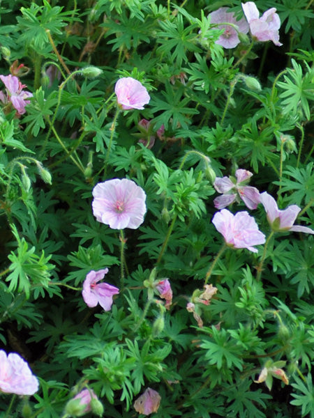 Geranium 'Lancastriense' (syn. G. sanguineum var. striatum) (Cranesbill)