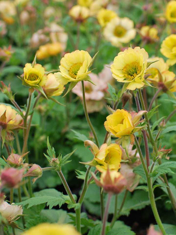 Geum Tempo™ Yellow (Avens)