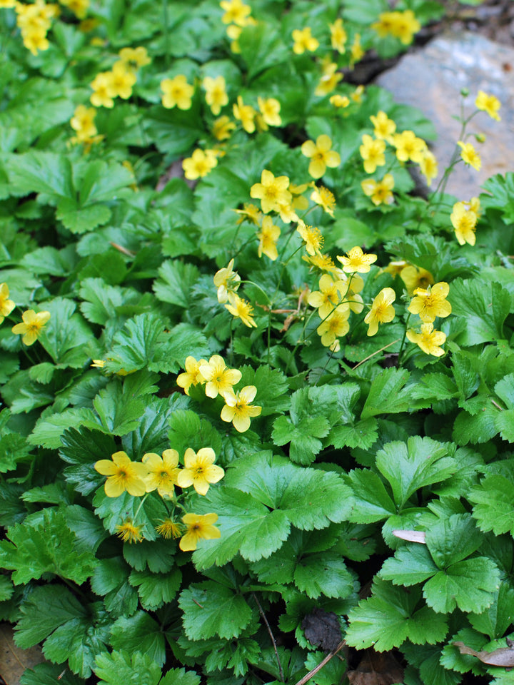 Geum fragaroides (Waldsteinia fragaroides) (Appalachian Barren Strawberry)