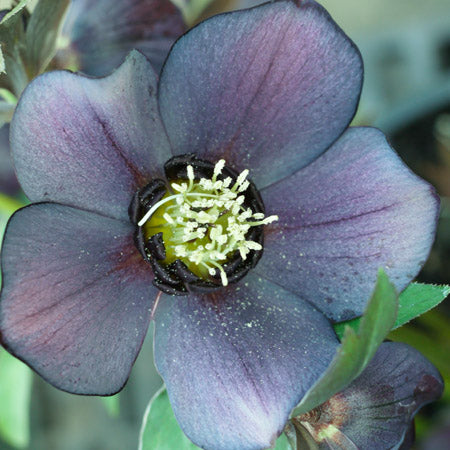 Helleborus x hybridus Winter Jewels® 'Blue Diamond' (Lenten Rose)