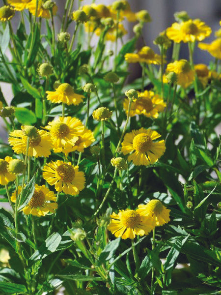 Helenium autumnale Mariachi™ 'Sombrero' (Helen's Flower, Sneezeweed)