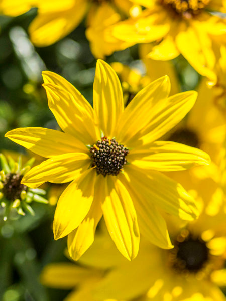 Helianthus salicifolius ‘Autumn Gold’ (Willowleaf Sunflower)