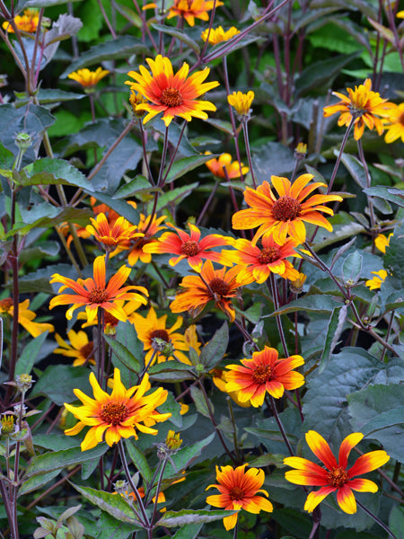 Heliopsis helianthoides var. scabra 'Burning Hearts' (False Sunflower)