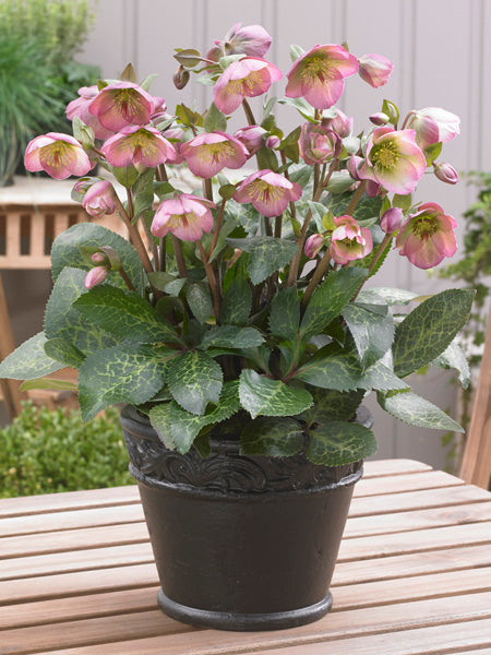 Helleborus x Frostkiss® Dorothy's Dawn® (Lenten Rose)