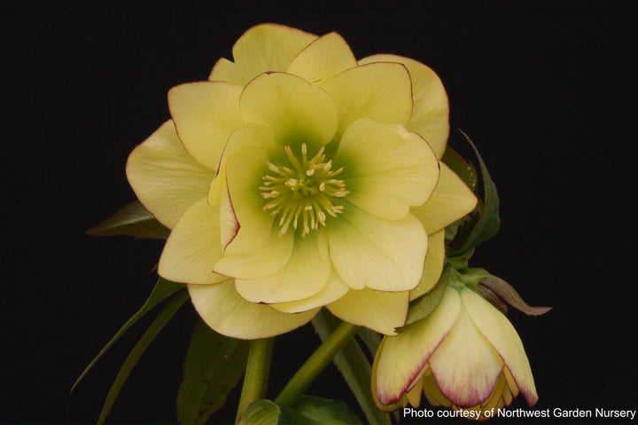 Helleborus x hybridus Winter Jewels® 'Golden Lotus' (Lenten Rose)