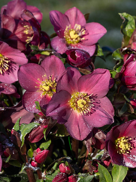 Helleborus HGC® Ice N' Roses® Red (Helleborus Gold Collection® Lenten Rose)