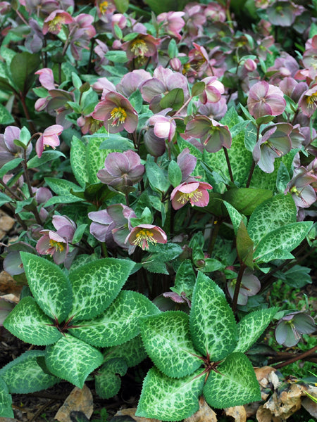 Helleborus x Frostkiss® Penny's Pink (Lenten Rose)