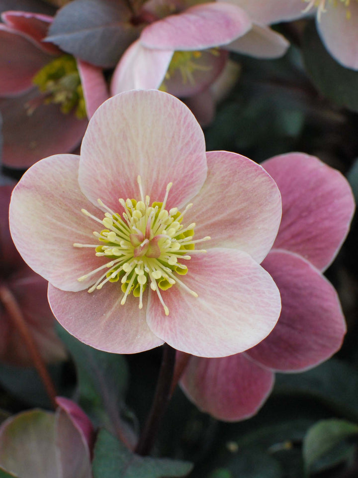 Helleborus x ballardiae HGC® 'Pink Frost' (Helleborus Gold Collection® Lenten Rose)