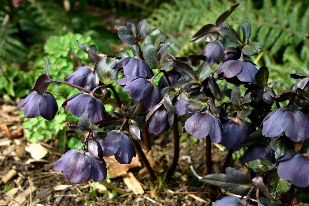 Helleborus x hybridus Winter Jewels® 'Black Diamond' (Lenten Rose)