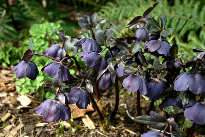 Helleborus x hybridus Winter Jewels® 'Black Diamond' (Lenten Rose)