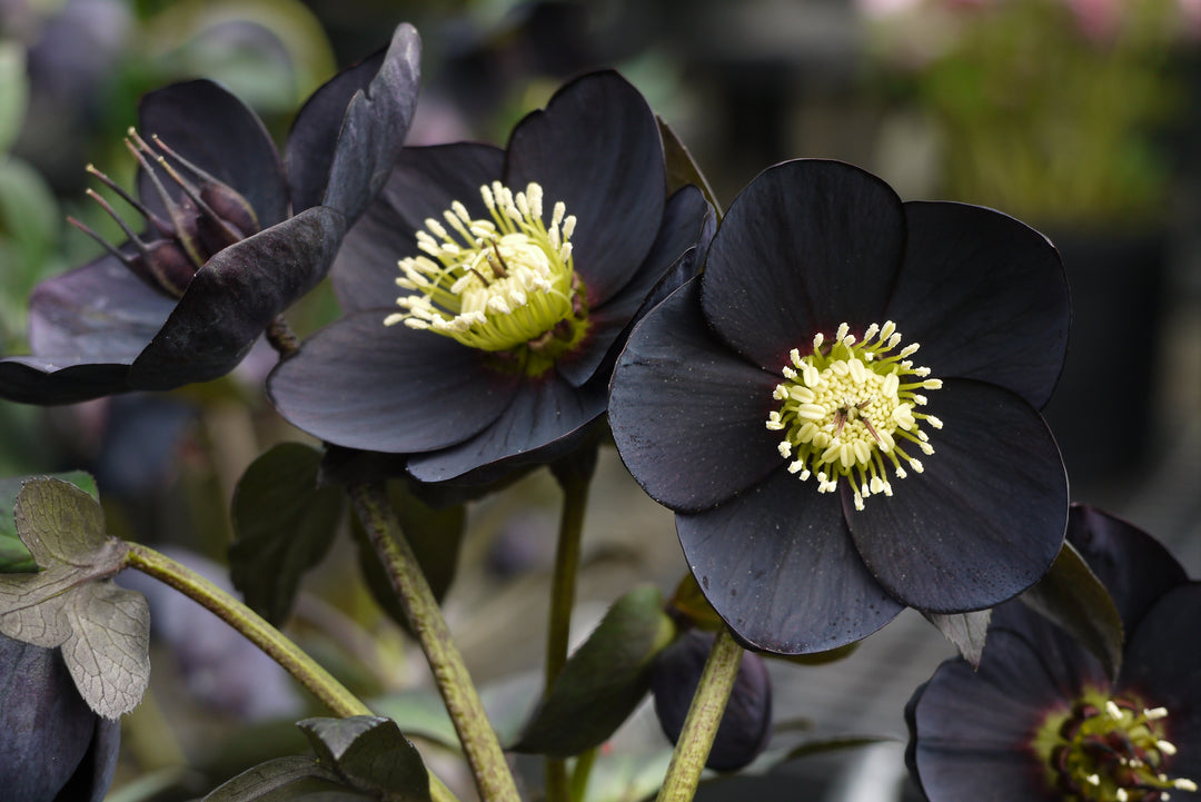 Helleborus x hybridus Winter Jewels® 'Black Diamond' (Lenten Rose)