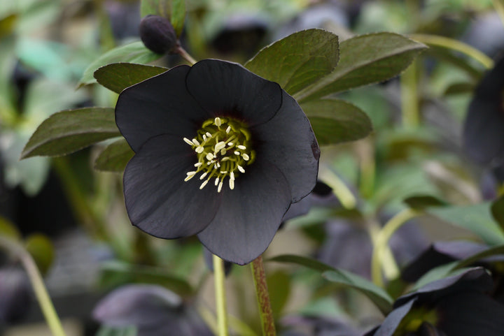 Helleborus x hybridus Winter Jewels® 'Black Diamond' (Lenten Rose)