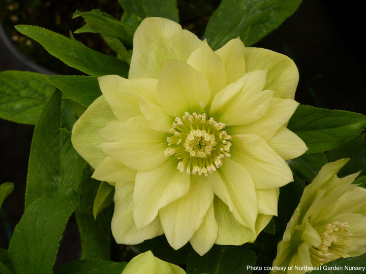 Helleborus x hybridus Winter Jewels® 'Golden Lotus' (Lenten Rose)