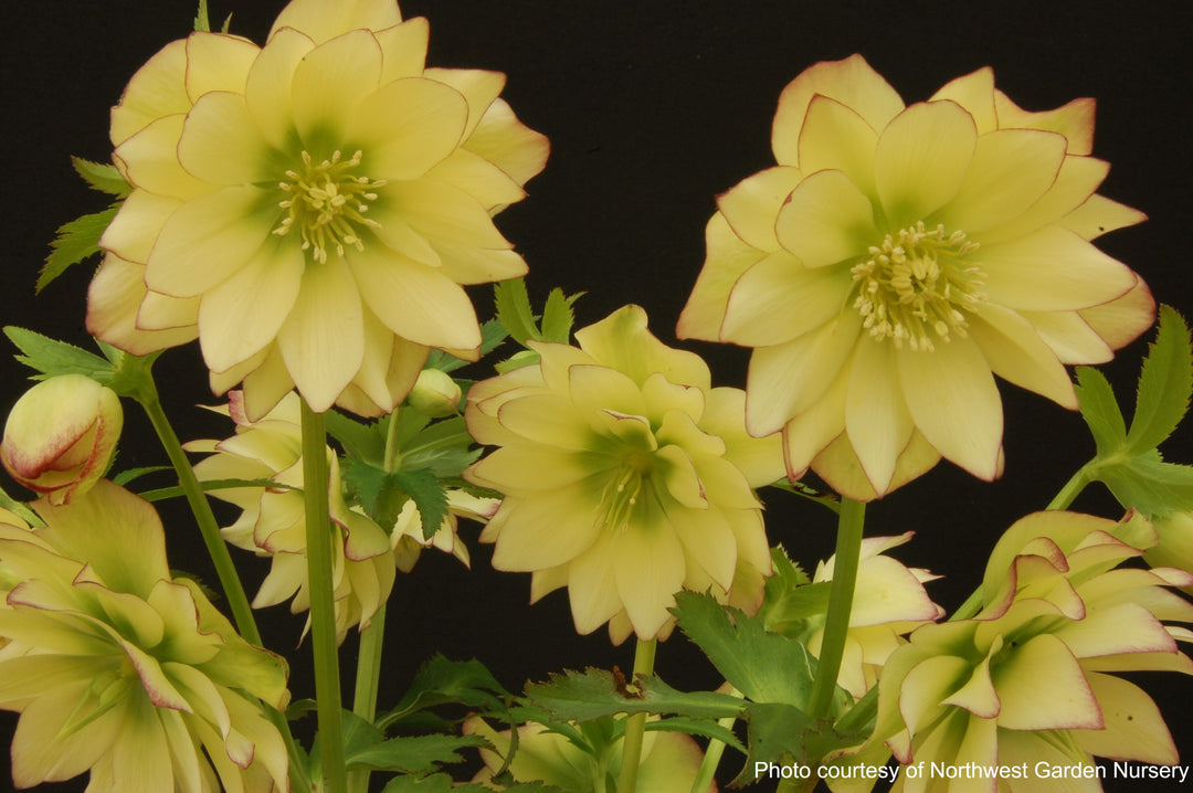 Helleborus x hybridus Winter Jewels® 'Golden Lotus' (Lenten Rose)