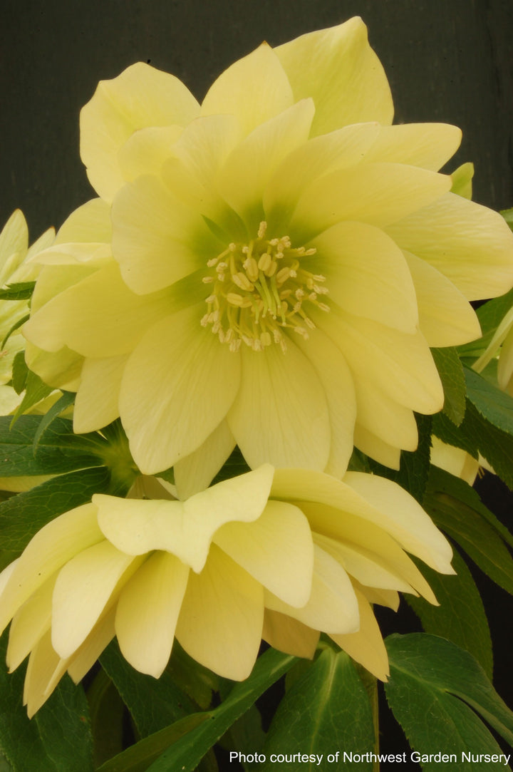 Helleborus x hybridus Winter Jewels® 'Golden Lotus' (Lenten Rose)