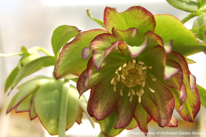 Helleborus x hybridus Winter Jewels® 'Golden Lotus' (Lenten Rose)