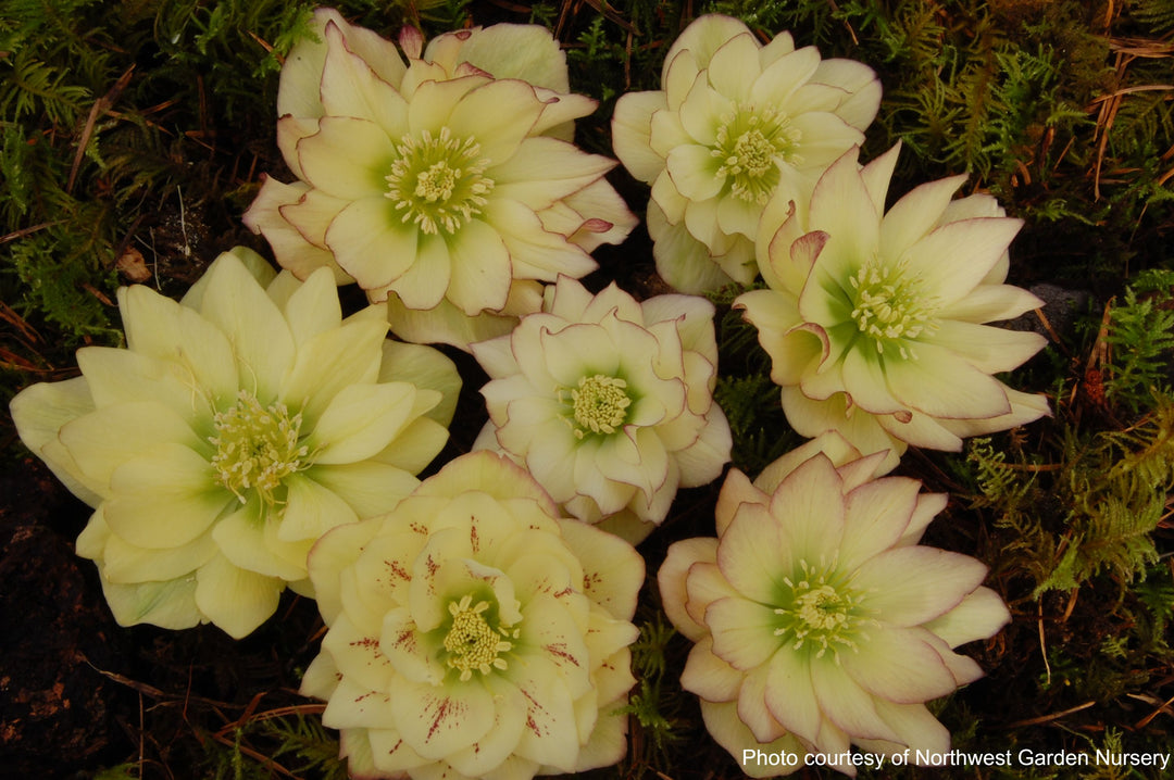 Helleborus x hybridus Winter Jewels® 'Golden Lotus' (Lenten Rose)