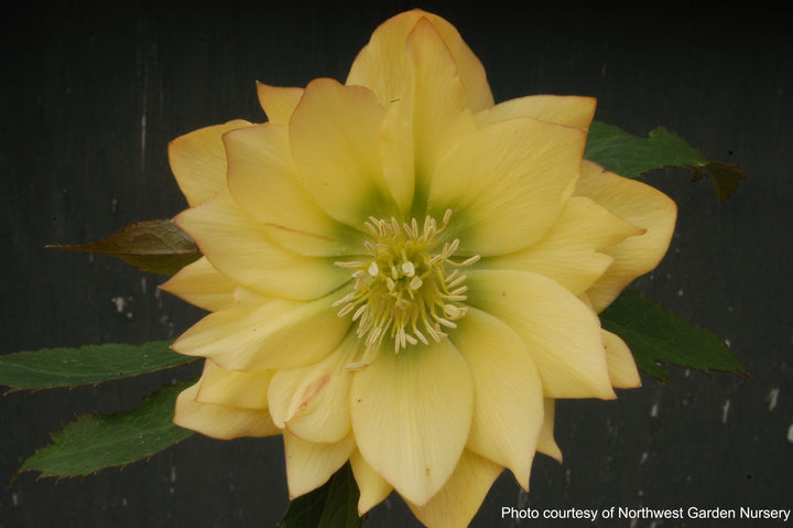 Helleborus x hybridus Winter Jewels® 'Golden Lotus' (Lenten Rose)