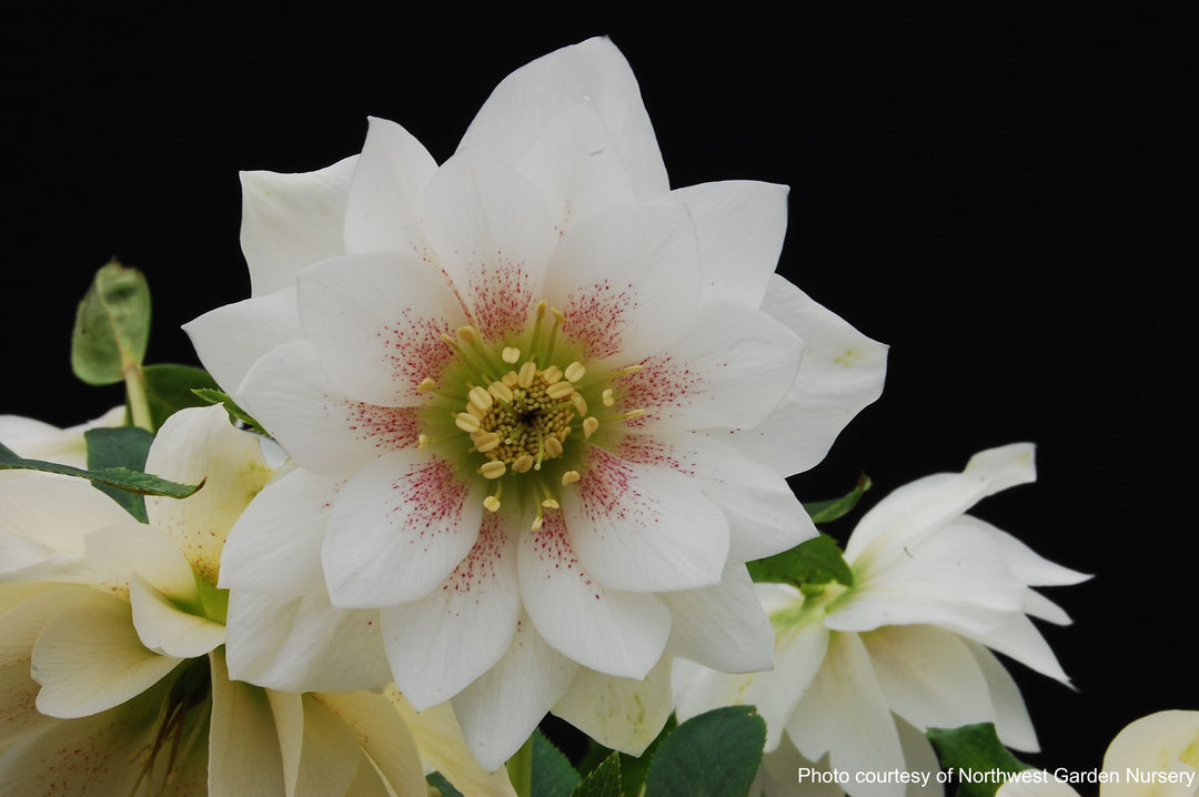 Helleborus x hybridus Winter Jewels® 'Sparkling Diamond' (Lenten Rose)