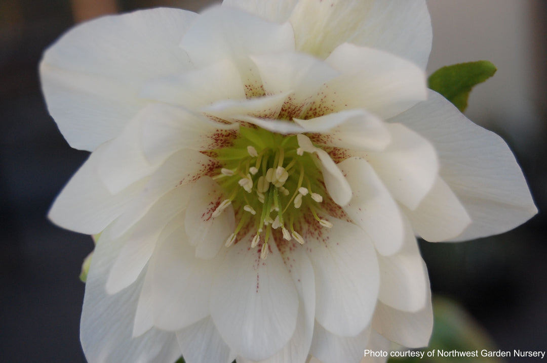 Helleborus x hybridus Winter Jewels® 'Sparkling Diamond' (Lenten Rose)