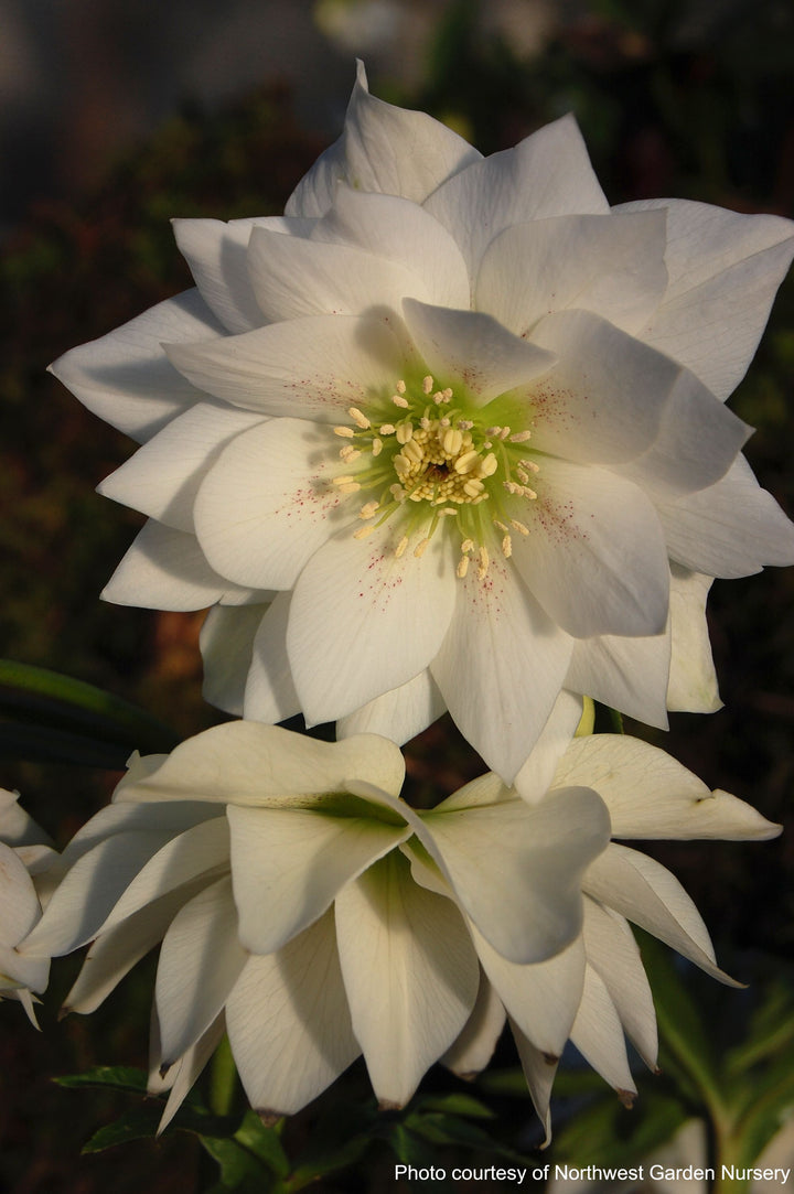 Helleborus x hybridus Winter Jewels® 'Sparkling Diamond' (Lenten Rose)