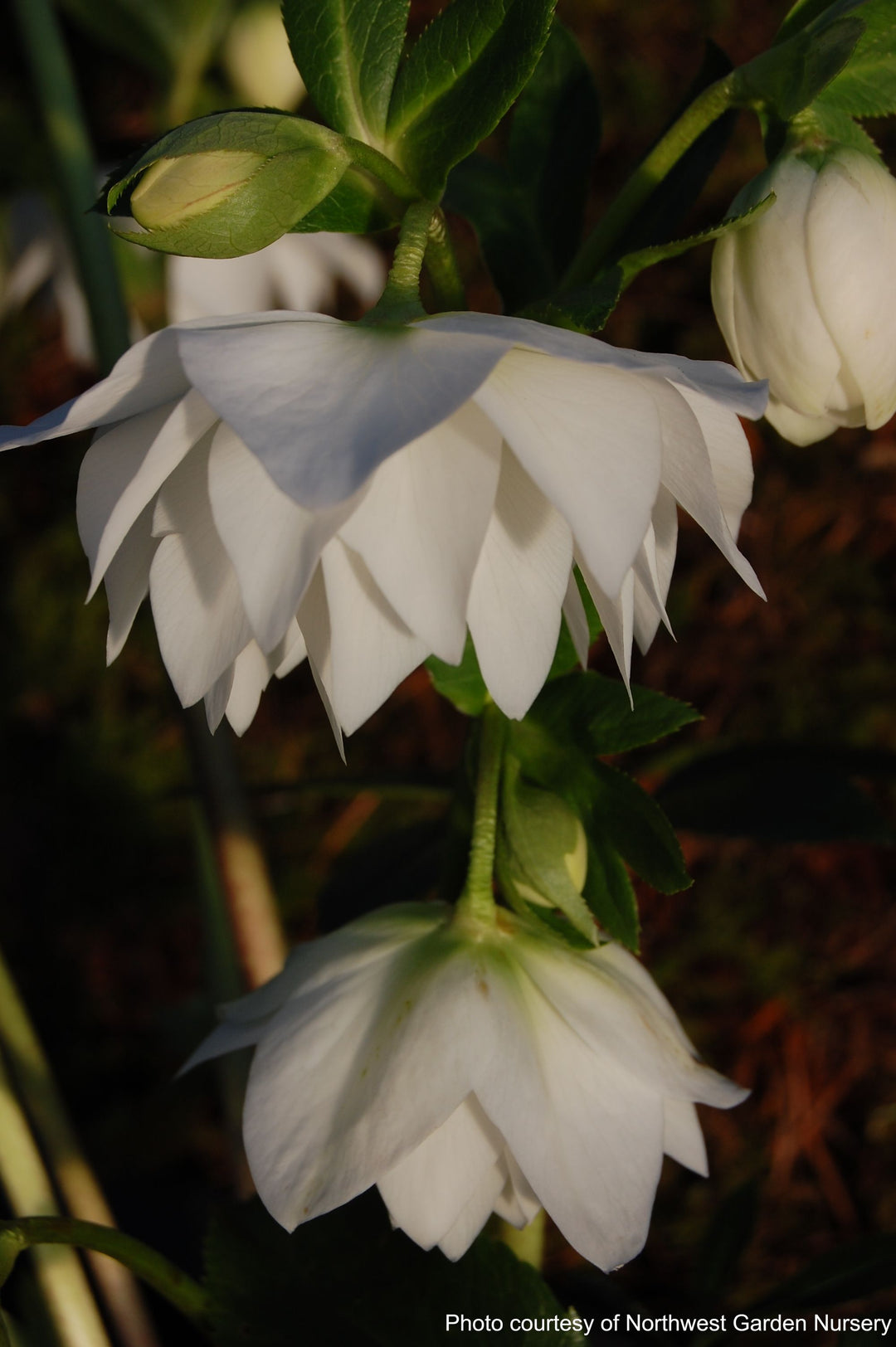 Helleborus x hybridus Winter Jewels® 'Sparkling Diamond' (Lenten Rose)