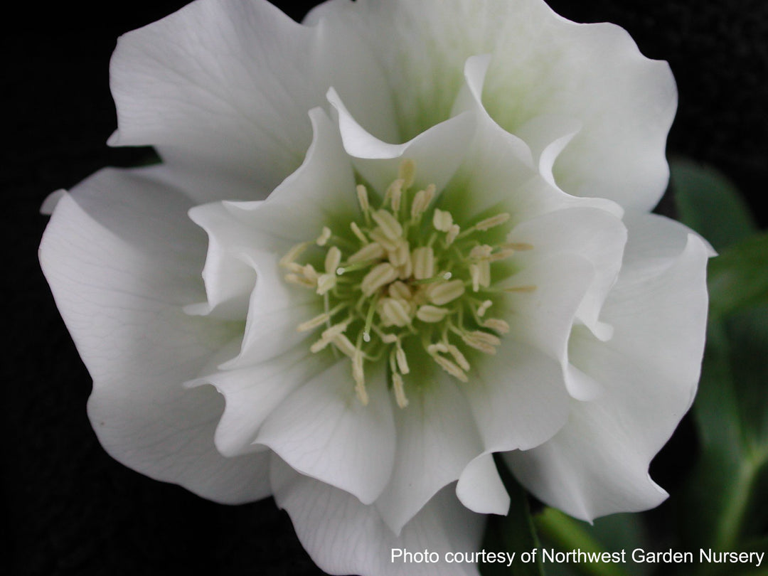 Helleborus x hybridus Winter Jewels® 'Sparkling Diamond' (Lenten Rose)