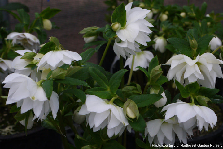 Helleborus x hybridus Winter Jewels® 'Sparkling Diamond' (Lenten Rose)