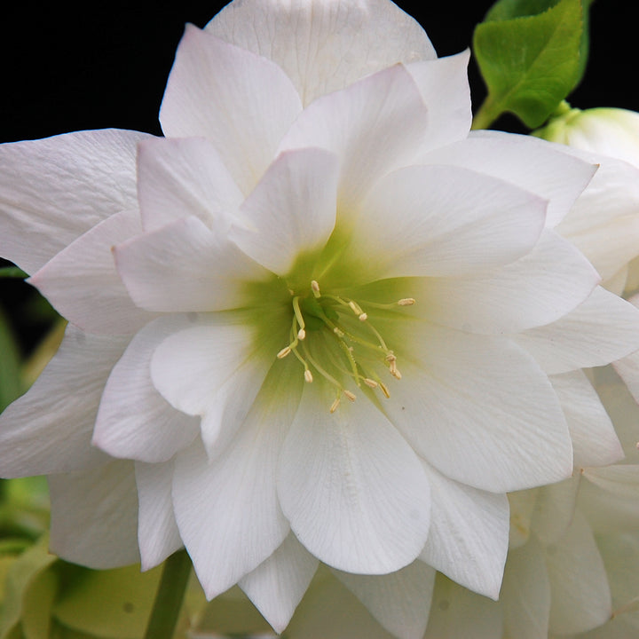 Helleborus x hybridus Winter Jewels® 'Sparkling Diamond' (Lenten Rose)