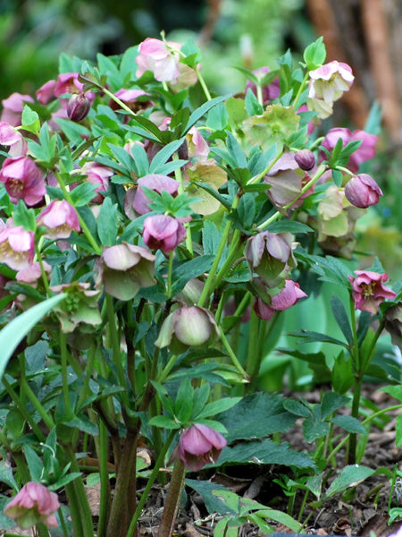 Helleborus orientalis (Lenten Rose)