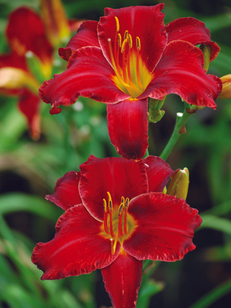 Hemerocallis 'Chicago Apache' (Daylily)