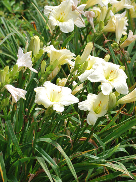 Hemerocallis 'Joan Senior' (Daylily)