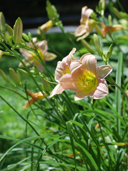 Hemerocallis 'Lullaby Baby' (Daylily)