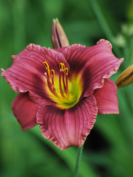 Hemerocallis 'Purple de Oro' (Daylily)