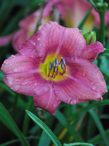 Hemerocallis 'Rosy Returns' (Daylily)