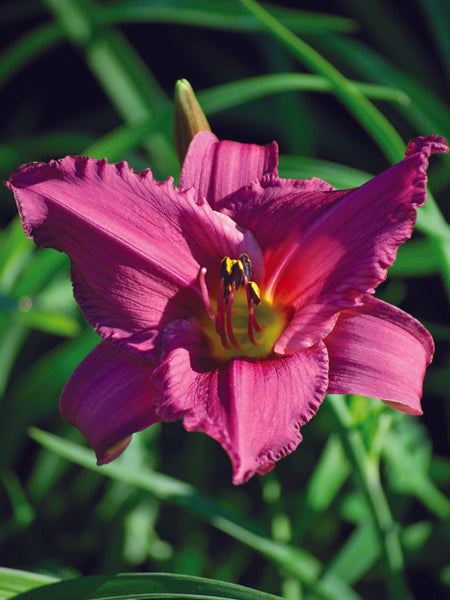 Hemerocallis 'Summer Wine' (Daylily)