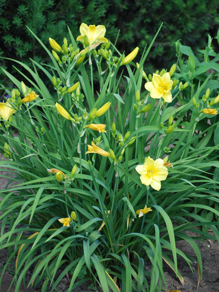 Hemerocallis 'Happy Returns' (Daylily)