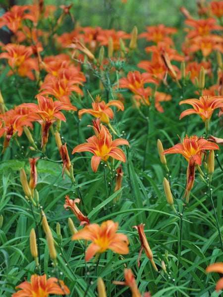 Hemerocallis fulva (Daylily)