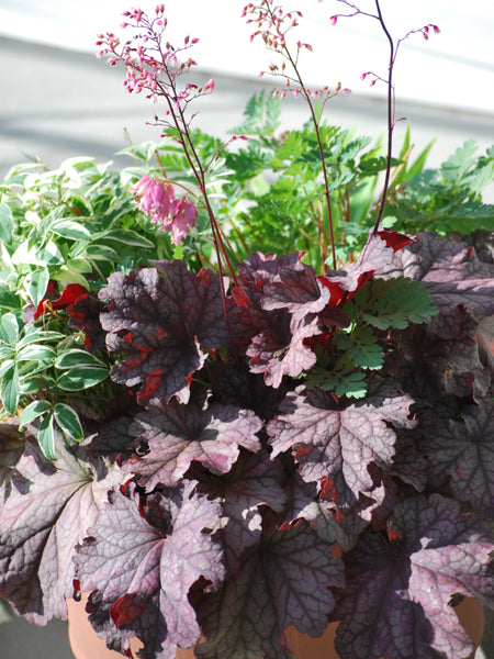 Heuchera x villosa 'Berry Smoothie' (Coral Bells)