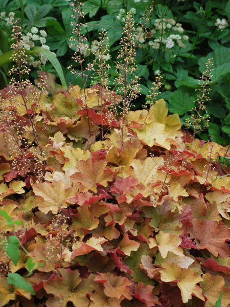 Heuchera x villosa 'Caramel' (Coral Bells)