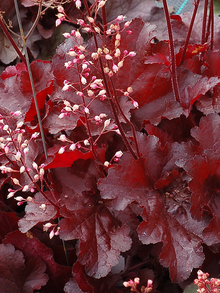 Heuchera x Forever® Red (Coral Bells)