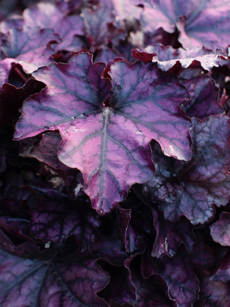 Heuchera x Indian Summer ‘Mulberry’ (Coral Bells)