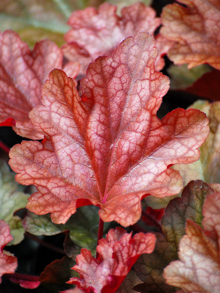 Heuchera x 'Peach Flambe' (Coral Bells)