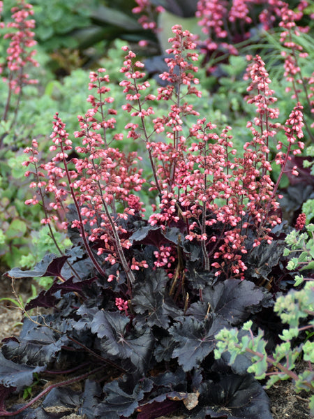 Heuchera x 'Timeless Night' (Coral Bells)