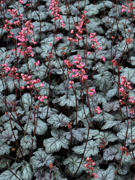 Heuchera x 'Timeless Treasure' (Coral Bells)