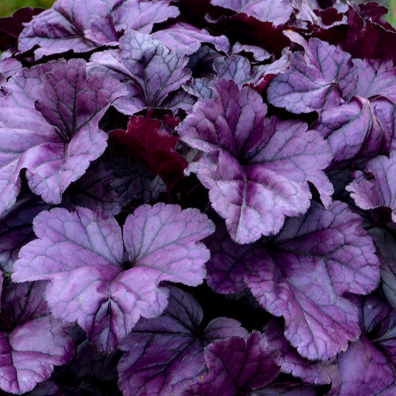 Heuchera x ‘Wildberry’ (Dolce® Collection Coral Bells)